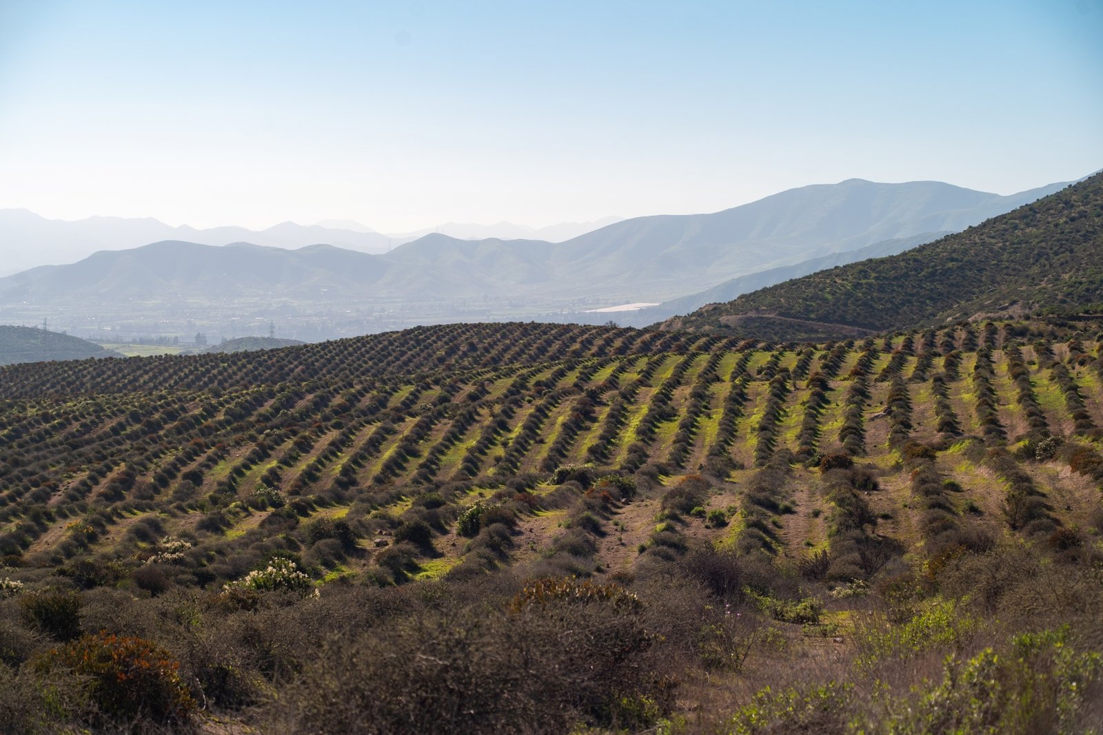 Galería Carmín del Elqui 1