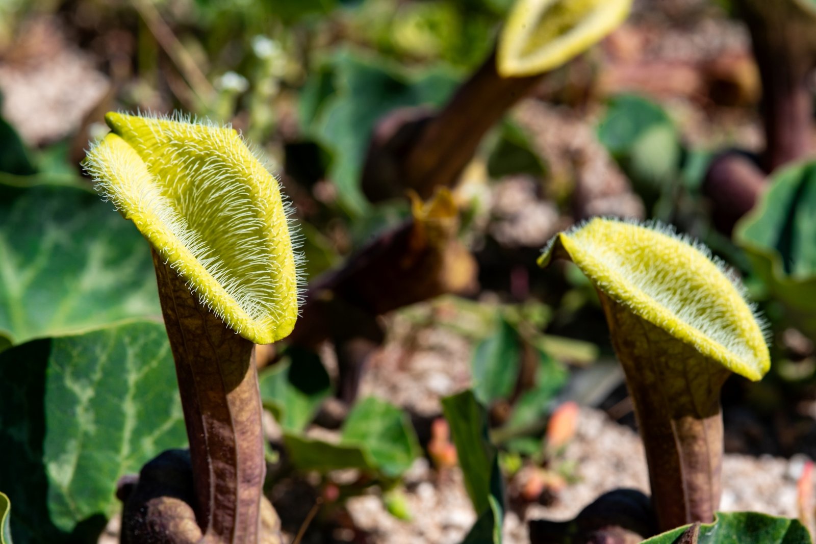 Galería Carmín del Elqui 2